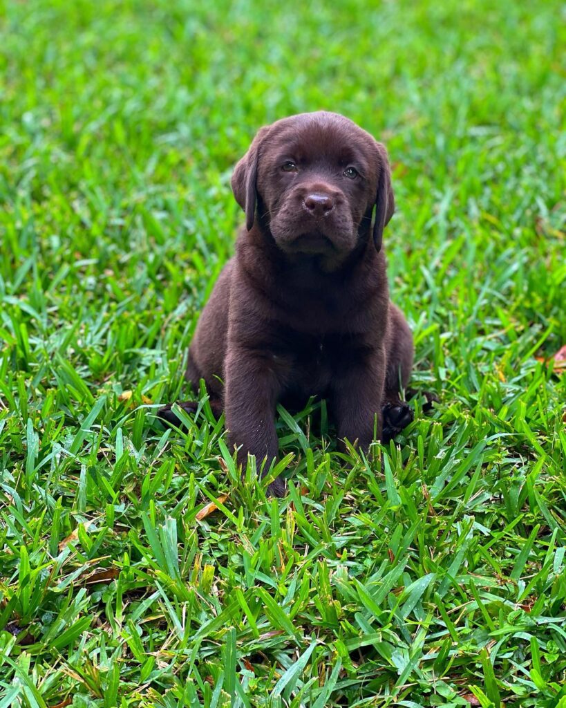 american labradors for sale