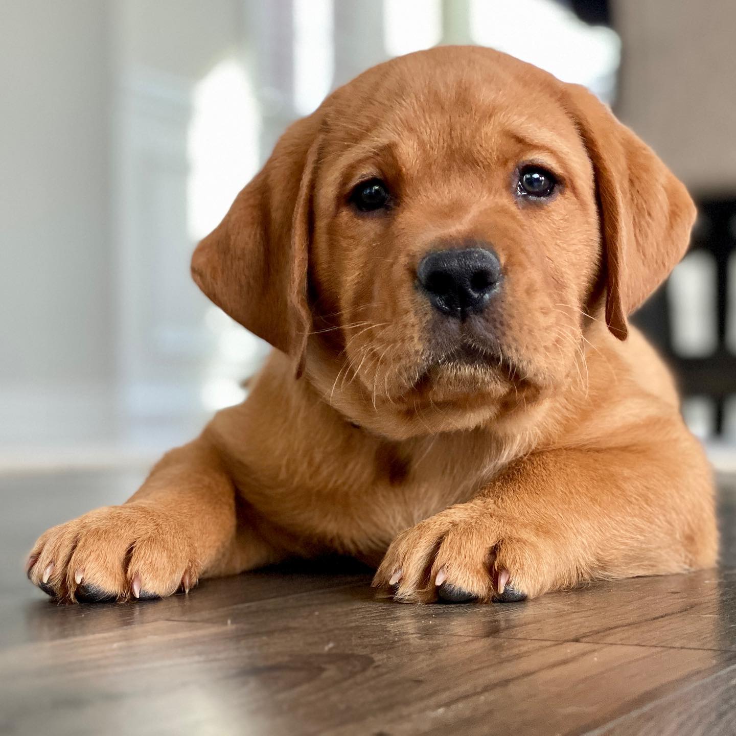 american labradors for sale