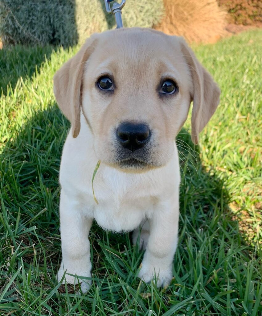 american labradors for sale