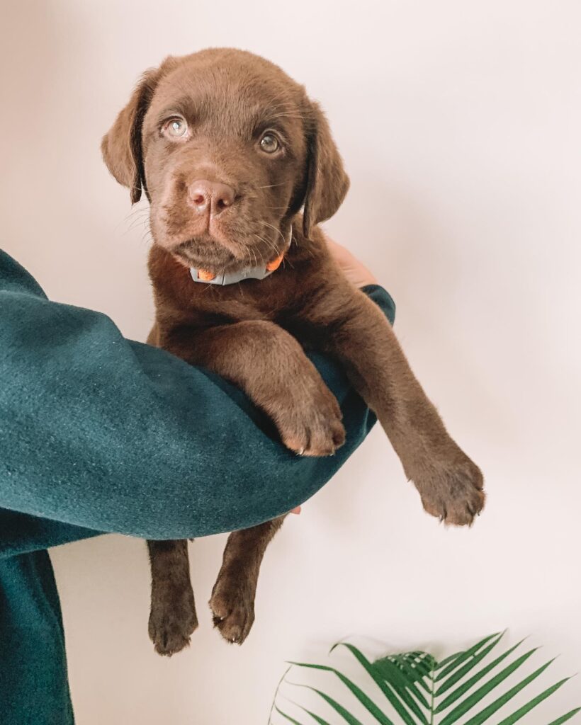 american labradors for sale