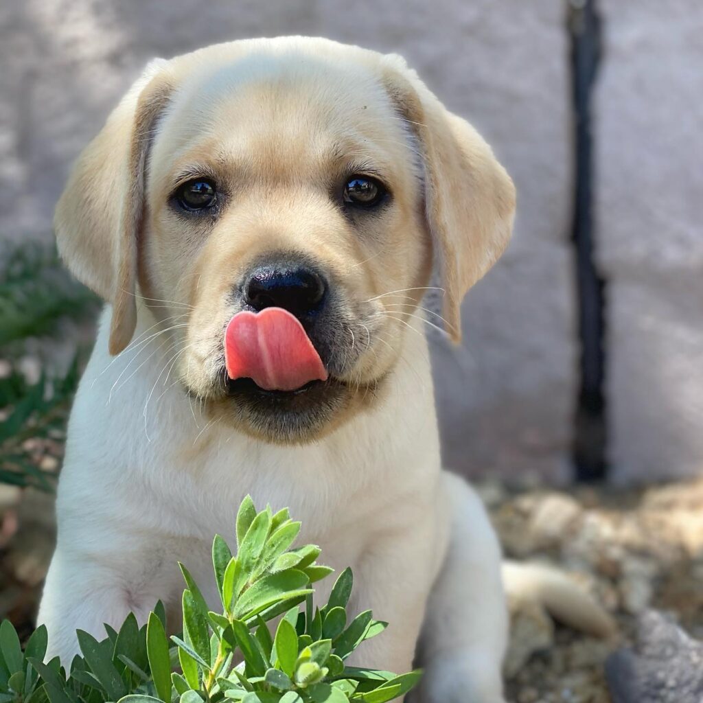 american labradors for sale