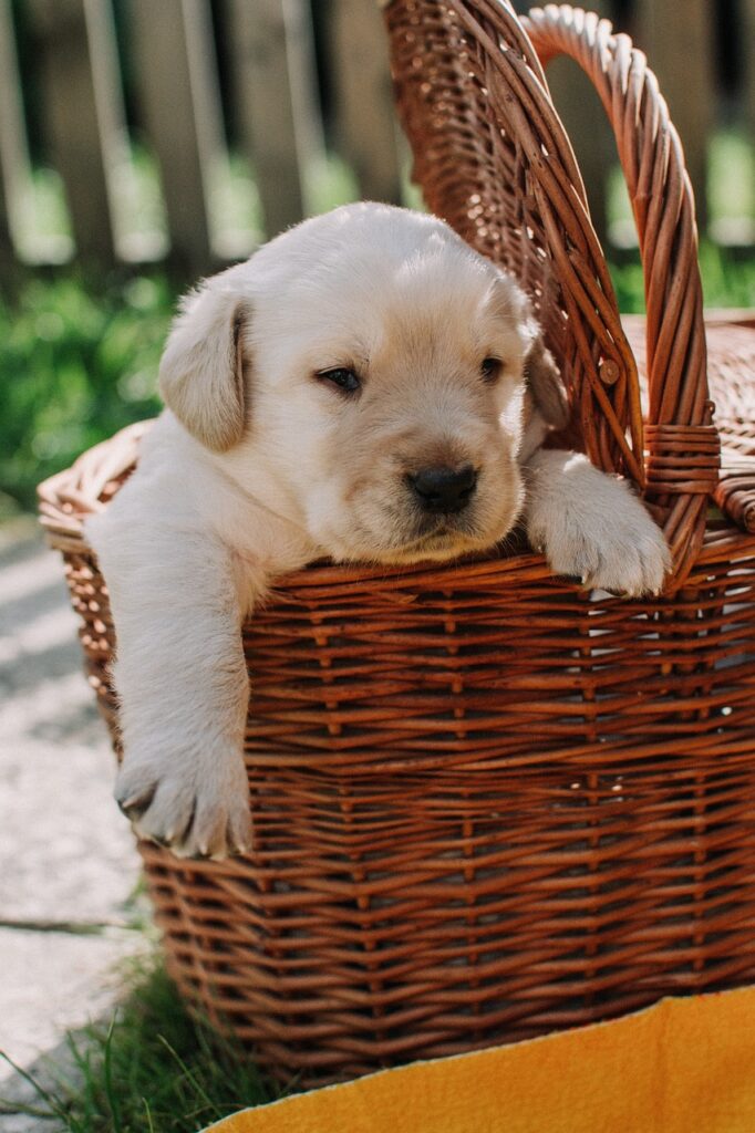 golden lab puppies for sale near me, labradors near me,