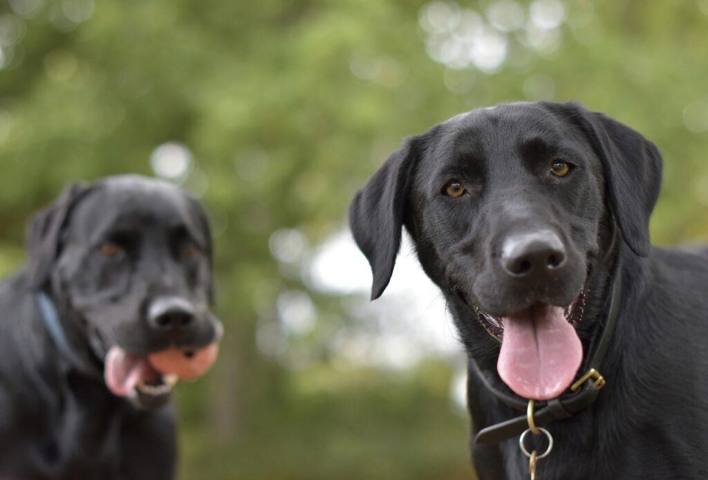 dogs, black labradors, labrador retriever-8342971.jpg