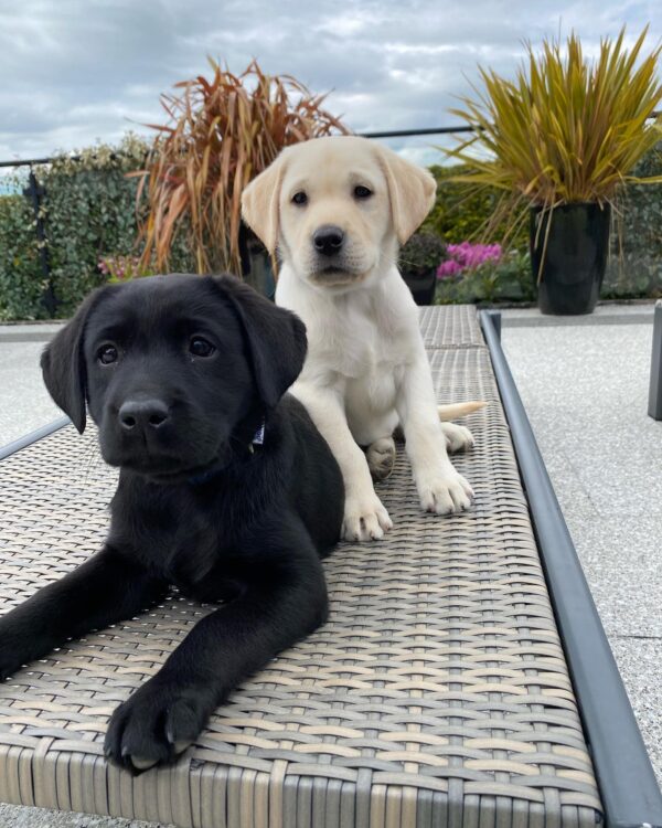 american labradors for sale